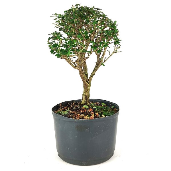 pre_bonsai_serissa_dobrada_4_anos_27_cm_12120_4_86c93d940794e72bedd8a2d3bce5db49