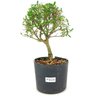 pre_bonsai_serissa_chinesa_3_anos_27_cm_12126_1_f64492727a41261d49b41b6402c89a26