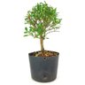 pre_bonsai_serissa_chinesa_3_anos_27_cm_12126_2_19bcc12ed0031468a64b19e539bb5b9d