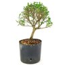 pre_bonsai_serissa_chinesa_3_anos_27_cm_12126_3_40f94943cb4acf4fe1e31be363e62c45