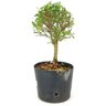 pre_bonsai_serissa_chinesa_3_anos_27_cm_12126_4_1c949c8e2e5ec5b1327acac00fc9724b