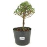pre_bonsai_serissa_rosa_2_anos_26_cm_12128_1_736e9632328aa334cb3d1a80de9d9982
