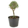 pre_bonsai_serissa_rosa_2_anos_26_cm_12128_2_0a7bd30aaa11b5d1ffeb401f3268c397