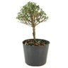 pre_bonsai_serissa_rosa_2_anos_26_cm_12128_3_60e3fcad2e1672eada5c1495958e79d5