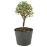 pre_bonsai_serissa_rosa_2_anos_26_cm_12128_4_60e4f823727c4ba343a805400514feeb