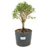 pre_bonsai_serissa_chinesa_3_anos_27_cm_12140_1_b3d514e6d3ef0a9c77798f1d5c68570f