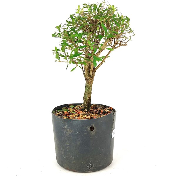 pre_bonsai_serissa_chinesa_3_anos_27_cm_12140_2_81b4d4f00d4ddb4ebc11e69aa0b90464