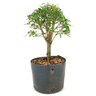 pre_bonsai_serissa_chinesa_3_anos_27_cm_12140_3_9cc6897e46a7e96be7d767146522a655