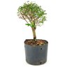 pre_bonsai_serissa_chinesa_3_anos_27_cm_12140_4_7356b4dbb13df31a283107d247c700ac