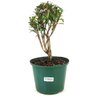 pre_bonsai_cereja_silvestre_3_anos_29_cm_12142_1_1a0f00d2c5865bd0b5f401159089f98f