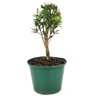 pre_bonsai_cereja_silvestre_3_anos_29_cm_12142_2_50d7bbadbdff370626ff7156eeb4a534