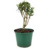 pre_bonsai_cereja_silvestre_3_anos_29_cm_12142_3_668056cfabc37449acce2e6525e66e0a