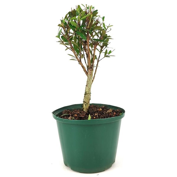 pre_bonsai_cereja_silvestre_3_anos_29_cm_12142_4_9dd0ca760932911832aba4aaa050004a
