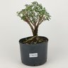 pre_bonsai_serissa_rosa_4_anos_25_cm_12148_1_a3444399769da8db8dba17ca1b1ce1ac