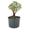 pre_bonsai_serissa_rosa_4_anos_25_cm_12148_2_5c516d47c4c3afe356130f05442b4212
