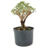 pre_bonsai_serissa_rosa_4_anos_25_cm_12148_3_dd3436fa2cdf7fdd872740e23998a41d