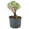 pre_bonsai_serissa_rosa_4_anos_25_cm_12148_4_233028a9a58707520f949aabd1442753