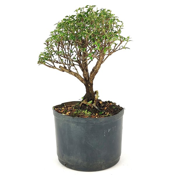 pre_bonsai_serissa_rosa_4_anos_25_cm_12152_2_c48a479d71927c5fcb0738510e032ab3