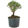 pre_bonsai_serissa_rosa_4_anos_25_cm_12152_3_57bb065da0781354bae2d7ed62cd103a