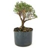 pre_bonsai_serissa_rosa_4_anos_25_cm_12152_4_928ed3bd6f8482ea86640534ea2868b3