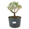 pre_bonsai_serissa_rosa_3_anos_24_cm_12156_1_d6e53e9fd28fd20d23ecda989e589aa8
