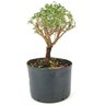 pre_bonsai_serissa_rosa_3_anos_24_cm_12156_2_6873b2ace898184555781ffa4044ce28