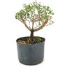 pre_bonsai_serissa_rosa_3_anos_24_cm_12156_3_b022fae5416d0af0831ca3518f5cc739