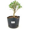 pre_bonsai_serissa_chinesa_3_anos_24_cm_12158_1_75109363c3a7409464275f27a8174e37