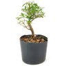 pre_bonsai_serissa_chinesa_3_anos_24_cm_12158_2_08edb0f76c53e5e35a514d4eef49805f