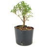 pre_bonsai_serissa_chinesa_3_anos_24_cm_12158_3_01142728950f79974e22cfeabeb240ac