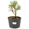 pre_bonsai_serissa_chinesa_2_anos_24_cm_12166_1_5b563f6359a7c3ade425f6ec0dd1357b