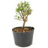pre_bonsai_serissa_chinesa_2_anos_24_cm_12166_2_fec60d71b6e637bce5e55b05555dd5f8