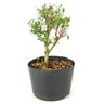 pre_bonsai_serissa_chinesa_2_anos_24_cm_12166_3_887d9a1e9025ecc8119f98e46d0b4dc6