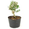pre_bonsai_serissa_chinesa_2_anos_24_cm_12166_4_8e8353b880b897571ffd786e399487fc