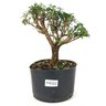 pre_bonsai_serissa_dobrada_4_anos_23_cm_12174_1_270fedbad94a86d0ee8a7e943f213573