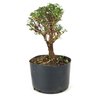 pre_bonsai_serissa_dobrada_4_anos_23_cm_12174_2_5a9fdbe101ee5420e5706fed1f7b69f7