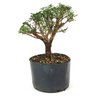 pre_bonsai_serissa_dobrada_4_anos_23_cm_12174_3_7dcadd6a9b25dd5097c406568520e7d7