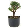pre_bonsai_serissa_dobrada_4_anos_23_cm_12174_4_4e96c126c8d6ef6fb2c4923195ef935c