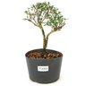 pre_bonsai_serissa_rosa_3_anos_22cm_12184_1_18004b6960b7f47f6c4984551a277892