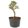 pre_bonsai_serissa_rosa_3_anos_22cm_12184_2_6c7ad2aecbf49421d8fd44d573eafd81