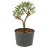 pre_bonsai_serissa_rosa_3_anos_22cm_12184_3_d3b7341a26f1d6682ec694a844869924