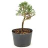 pre_bonsai_serissa_rosa_3_anos_22cm_12184_4_25e1bf7d4a3b789947bf748446831c06