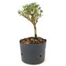 pre_bonsai_serissa_rosa_2_anos_22_cm_12188_2_d0011b20c24fe6968a45ae15e53261ec