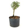 pre_bonsai_serissa_rosa_2_anos_22_cm_12188_4_11894a97aa681b72fa59c94d2c061c1a