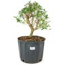 pre_bonsai_serissa_chinesa_5_anos_36_cm_12204_1_a5d53b45822ce67faa13c437243f1784