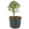 pre_bonsai_serissa_chinesa_5_anos_36_cm_12204_2_a9b790e9fb9652beb7d213d05fd85d8e