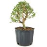 pre_bonsai_serissa_chinesa_5_anos_36_cm_12204_3_dca4a3a232f415775c57c5a3ff81eba2