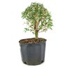 pre_bonsai_serissa_chinesa_5_anos_36_cm_12204_4_e1ab59a9e497f3af8811f9efa1bcb77d