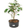 pre_bonsai_pitanga_5_anos_36_cm_12206_1_83cff825a17c216df64c0c90f38b4836