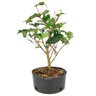 pre_bonsai_pitanga_5_anos_36_cm_12206_3_54cfc1b57cbb9e191552625853708b11